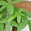 Braided Money Tree Pachira 6In - Image 2